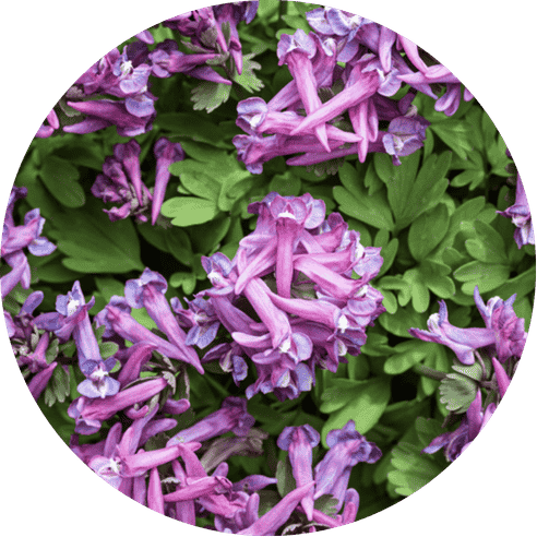 Cissus Quadrangularis